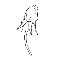 Rose flower bud on stem line art. Hand drawn realistic detailed vector illustration. Black and white clipart.