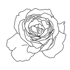 Rose flower blooming line art. Hand drawn realistic detailed vector illustration. Black and white clipart.