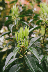 A close-up of a wet Portuguese laurel leaf, glistening in the morning sun and hinting at new growth.