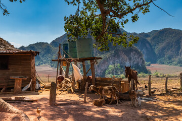 Farm for traditional livestock and for the cultivation of organic tobacco in the region of Vinales in Cuba