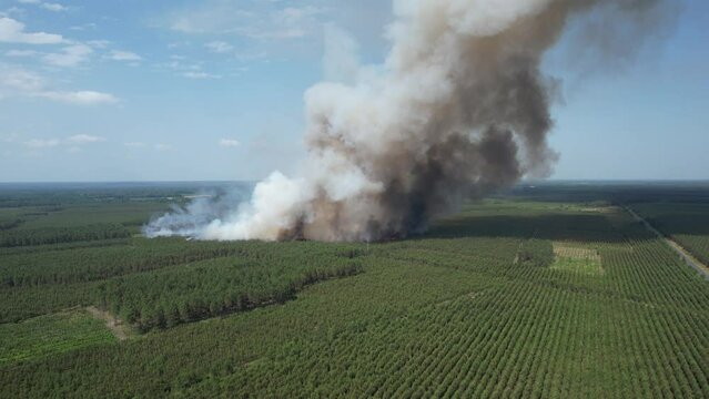 Fire in the woods of the moors in Aquitaine, France