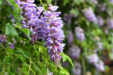 Purple clusters of flowers on wisteria tree blooming in the spring - Powered by Adobe