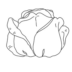 Rose flower bud line art. Hand drawn realistic detailed vector illustration. Black and white clipart.