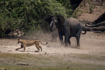 Naklejka na ściany i meble African bush elephant charges lioness near bushes