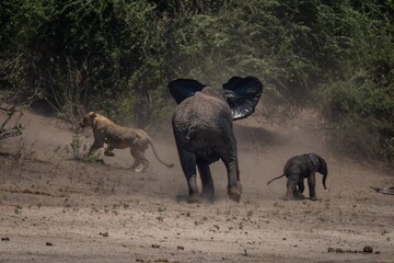 African bush elephant chases lioness into bushes