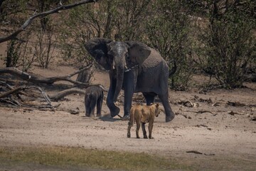 Fototapeta premium African bush elephant protects calf from lioness
