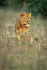 Young male lion sits staring in clearing