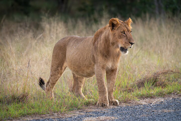 Young male lion stands staring beside road
