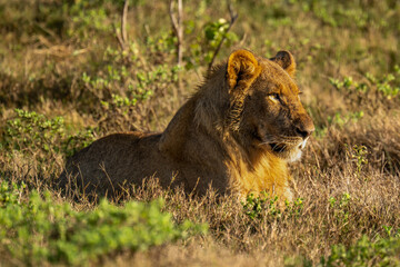 Plakat Young male lion lies in sunlit grass