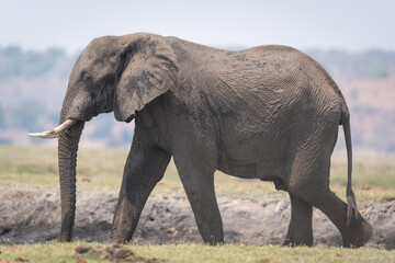 Fototapeta na wymiar African bush elephant walks down grassy riverbank