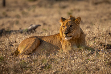 Young male lion lies on grass turning