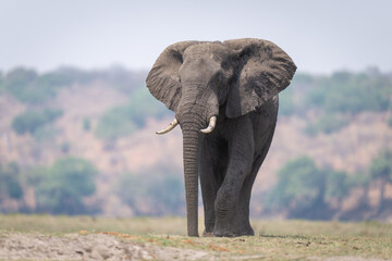 African bush elephant stands on short grass