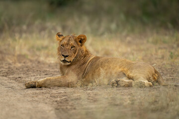 Young male lion lies staring beside road
