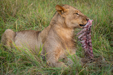 Young male lion lies holding animal carcase