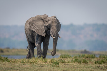 Fototapeta na wymiar African bush elephant walking along grassy riverbank