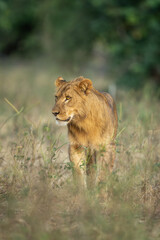 Young male lion stands staring near trees