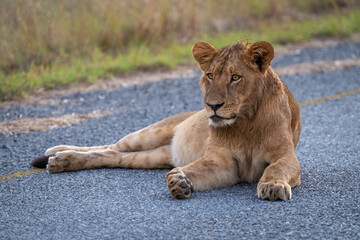 Young male lion lies on paved road