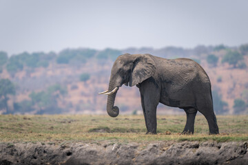 African bush elephant stands on grassy floodplain