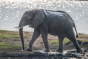 Fototapeta na wymiar African bush elephant walks along muddy riverbank