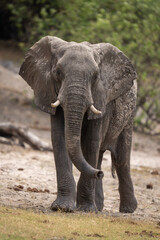 Fototapeta na wymiar African bush elephant walks along sandy slope