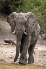 African bush elephant lifts foot approaching camera