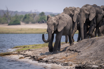 African bush elephant leads herd along riverbank