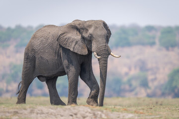 African bush elephant crosses plain in sunshine
