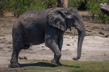 African bush elephant lifts foot on riverbank