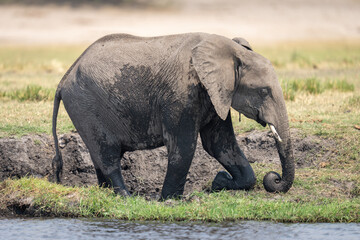 African bush elephant kneels on grassy riverbank