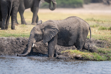 African bush elephant climbs down grassy riverbank