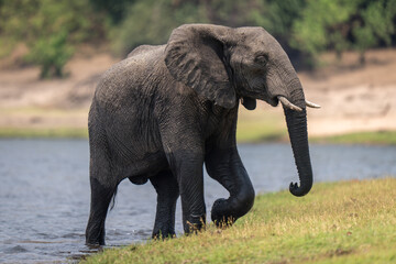 Naklejka na ściany i meble African bush elephant walks onto grassy riverbank