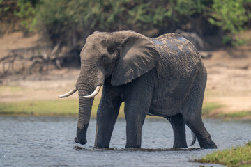 Fototapeta na wymiar African bush elephant stands in shallow river