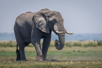 Fototapeta na wymiar African bush elephant on floodplain stands grazing