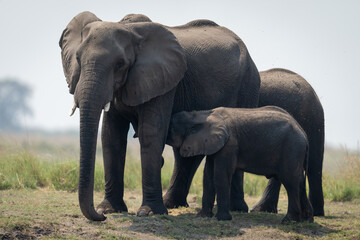 Fototapeta na wymiar African bush elephant nurses calf on riverbank