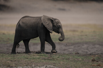 African bush elephant calf crosses grass floodplain