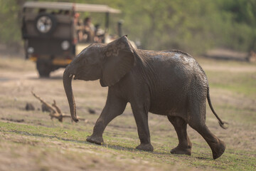Obraz premium African bush elephant baby walks past jeep