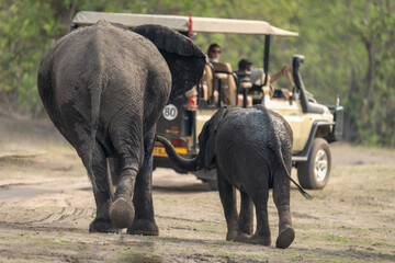 African bush elephant approaches jeep with calf