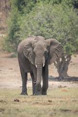 African bush elephant crosses grass toward camera