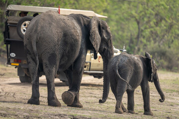Fototapeta premium African bush elephant and baby pass jeep