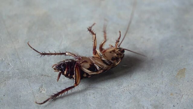 The cockroach is dying from spraying insecticides