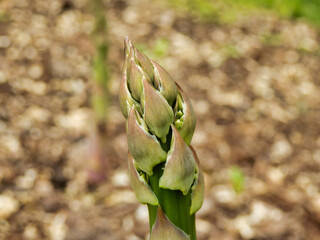 Close up of the tip of a green asparagus spear
