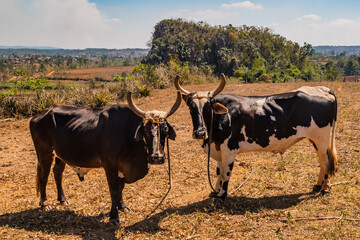 Farm for traditional livestock with cows and for the cultivation of organic tobacco in the region of Vinales in Cuba