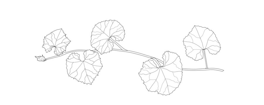 A vine of the genus Trichosanthes graphic on white background.
