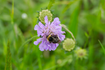 Forest cuckoo bumblebee (Bombus sylvestris) sitting on a small scabious in Zurich, Switzerland