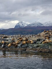 leones marinos con cormoranes imperiales con montaña nevada al fondo en ushuaia