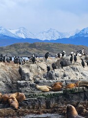 leones marinos con cormoranes imperiales con montaña nevada al fondo en ushuaia