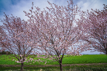 Obraz premium 小清水町の桜２
