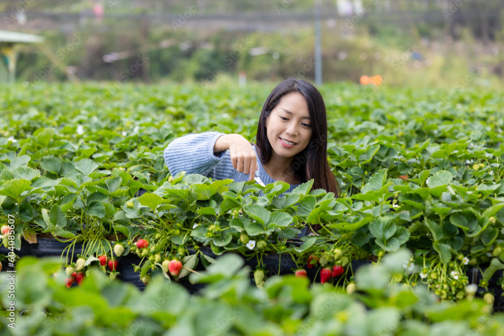 Poster woman pick strawberry in the field