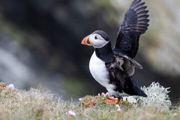 An atlantic puffin attempting to fly from a cliff edge.
