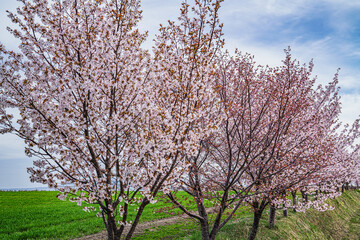 Fototapeta premium 小清水町の桜１